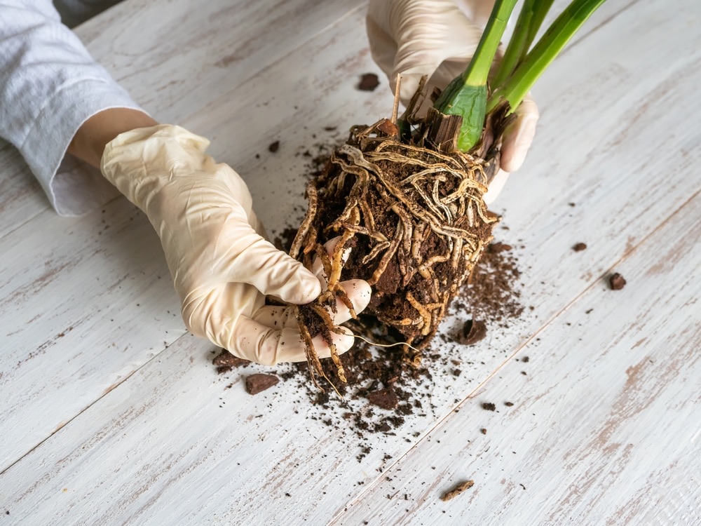 Hoe Weet Ik Of Monstera Wortelrot Heeft Essenti Le Tips Om Dit Op Te Sporen Tekloon Plants